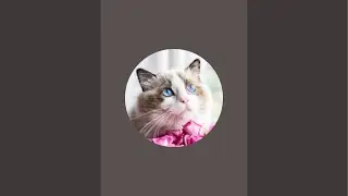 Ragdoll Cats Live Streaming From London's Cattery!