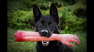 Jewish thoughts - Good dog VS Bad dog ! Parashat Vaera with Rabbi Amir