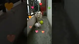 💘 #deep love between them💝 #adorable #pet #pet lovers🐶🐇 #dog #dog lovers #yt short video