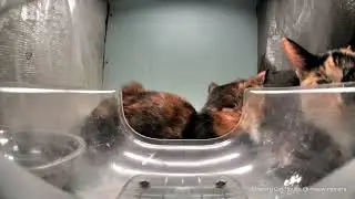 2 cute kitties meow.camera #1million