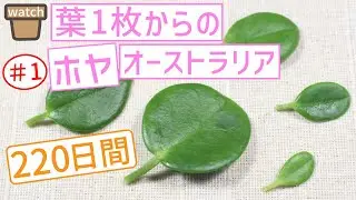 【#1】葉から育てるホヤ・オーストラリア！これが本当の葉挿し！茎も節もなしで発芽！観葉植物！