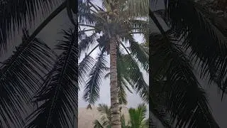 FALLING Coconuts do what?! 😱 Is this true??
