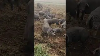 Meishan pig group doing rotational grazing #homesteading #pig #meishan #meishanpig