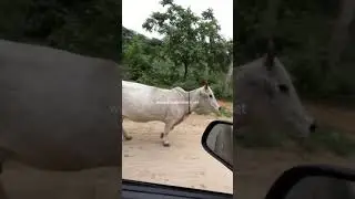 Kiki Cow Challenge - Short Cow - 