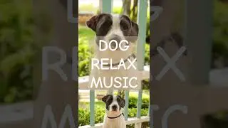 #separationanxiety #dogtv #videofordogs
