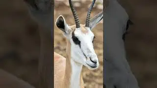 Top #shorts Springbok Antelope Questions Answered