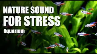 4 HOURS NATURE SOUND FOR STRESS | VIDEO AQUARIUM | Fish tank Relaxing