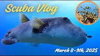 Exploring Palau&rsquo;s Best Dive Sites | Seasonal & Tropical Fish Vlog!