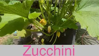 Growing zucchini in Australia #garden #vegetablegarden #australia 