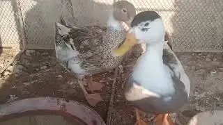 Nice Duck #birds #viralvideo #nature #viral 