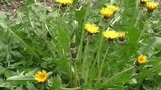 Dandelion time lapse