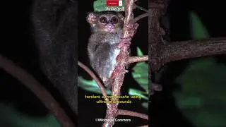 small primate tarsier with ultrasonic sound #shorts #animalsfacts