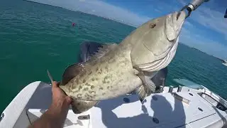 BIG Gag Grouper, LIVE on Twitch!!! Catch and Release, Shark Fishing BYCATCH!