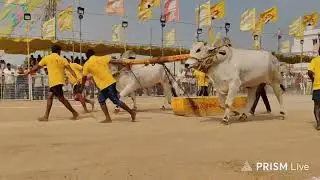 చిలకలూరిపేట టౌన్||న్యూ క్యాటగిరి విభాగం 16వ జత RK BULLS 💥సింహాచలం & అరుణాచలం 💥 20-1-2026💥💥