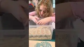 Mealworm Babies with June Bug