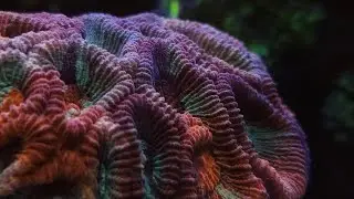 SPS-dominated tank 