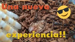 #6  - El Diario de las Odontomachus bauri Pt. 1