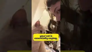 5 Ways Cats Say Sorry