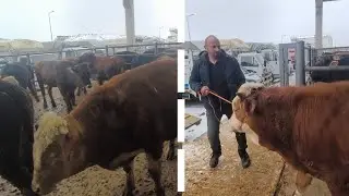 HAYVAN PAZARI GÜNLÜKLERİ