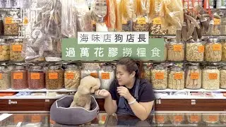 青衣海味舖狗狗店長坐陣 過萬蚊白花膠做狗糧 主人：自己食會肉赤，佢食我OK #區區有明星 #動物蘋台 果籽 Apple Daily