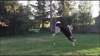 Ballyard Dancing