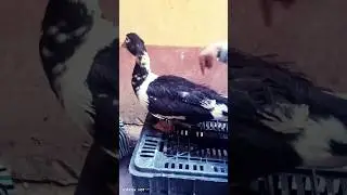 باء البطه