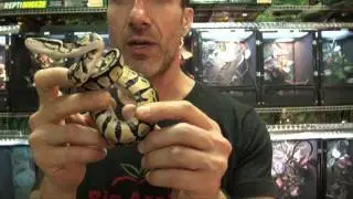 Pastel Ball Pythons For Sale. Buy at Big Apple Pet with Same Day Shipping.