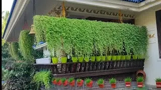 Turtle Vine Curtain