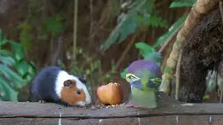 Cat TV for Cats to Watch 😺 A Gathering of Birds, Red Squirrels and Guinea Pig 🐿 Cat Games 4K HDR