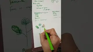 life cycle of gymnosperms#life cycle of pinus#pinus plant#conifer plants