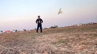 Teaching a Cockatiel to Fly Outdoors &ndash; Second Training Session 🐥 👋😍