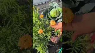 बगीचे की असली Organic पत्ता गोबी🥦🥬 अंदर से  मख्खन जैसी मुलायम #flowers #garden #nature #shorts