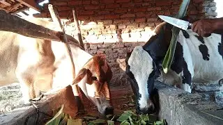 Forage tip for feeding cattle in the Sert&atilde;o region.