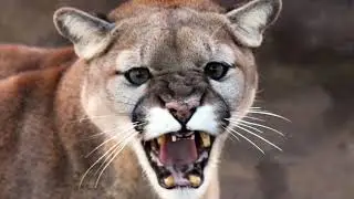 Creation Quest Zoo Minute - Cougar