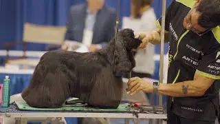 Dog Grooming Motivation | Artero GroomBowl Team