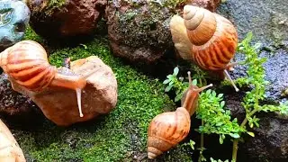 A close-up look at the unique forest snail colonies #MacroVideo #Snail #ForestSnails