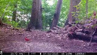 Cardinal Feeding in the Woods