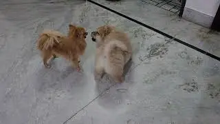 Chow chow puppy vs culture pom dog 