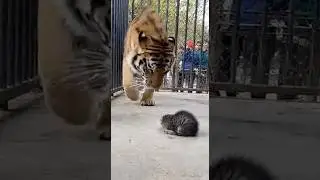 Когда котёнок падает в клетку к тигру!!! 😱🐯🐱