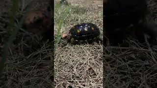Baby Redfoots strolling around #tortoise #redfoot #cute #babyanimals #viral #viralshorts