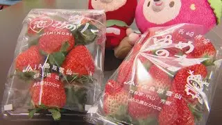 生産量全国３位の県産イチゴ　「ゆめのか」と「恋みのり」の味の違い