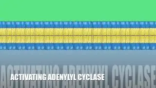 GPCR - G-protein Coupled Receptor