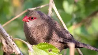 Eastern Cape Bird Photography