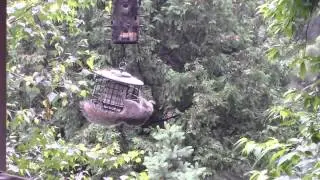 Stokes Select squirrel proof suet feeder works!