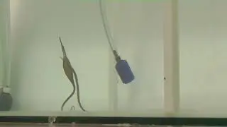 Wide-bodied pipefish courtship behaviors