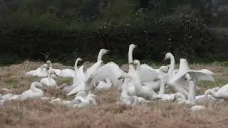 Whooper Swans, just arrived from Iceland, 18 October