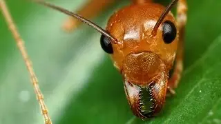 Drawing lessons from the pot - ant