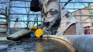 Will this Duck freeze in negative temps? 