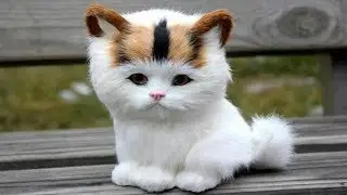 SMALLEST CAT BREEDS In The World