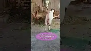 feeding kittens with goat's milk #part1